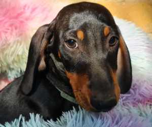 Top quality miniature dachshunds for sale by registered breeder.