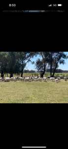 40 x black head dorper ewes and ram