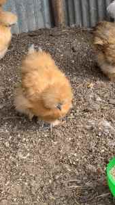 Silkie Pullets 3 months old