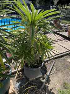 Madagascar plant 1000 mm high 400 mm pot with two shoots