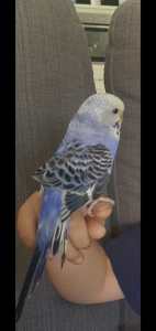 Budgie. Male