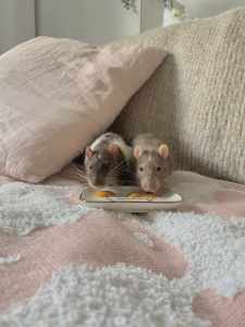 *wanted* Male Pet Rats Over One Year Old