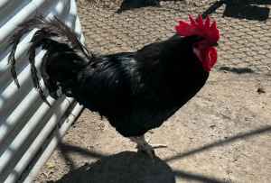 Australorp cross rooster and laying hen