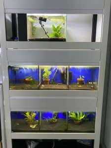 Shrimp/Fish Aquarium Rack system