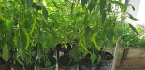 Chilli plants for sale 