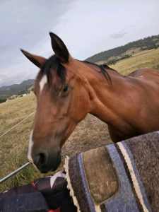 Stock Horse X Arab mare