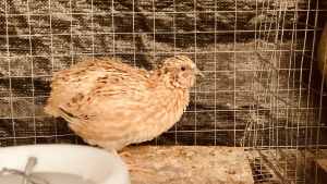 Male Japanese Quail in exchange for quail food