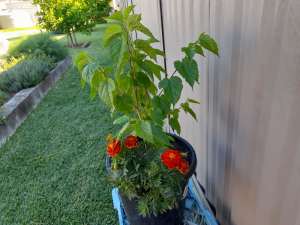 2 Mulberry trees with flowering Marigold plants 