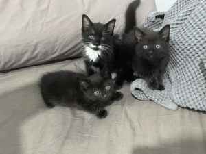 11 week kittens