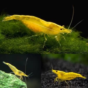 Cherry shrimp. Yellow, blue and green