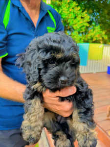 NEGOTIABLE Cavoodle Little Girl looking for her Best ever Home..