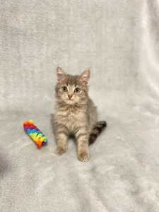 GORGEOUS PERSIAN X RESCUE KITTEN - VET PAPERS PROVIDED