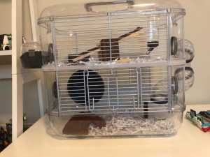 Pet mouse and enclosure