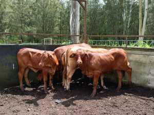 6 cheap droughtmaster heifers 