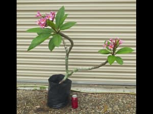 Large FRANGIPANI TREE Plant 80cm tall 3 tips Pink Flowers Flowering