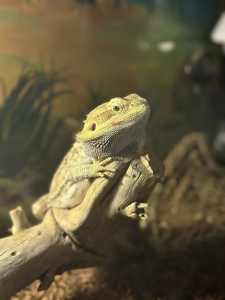Bearded Dragon with enclosure