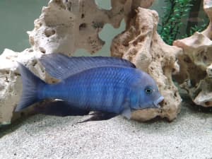 Blue Dolphins cichlids and bristlenoses