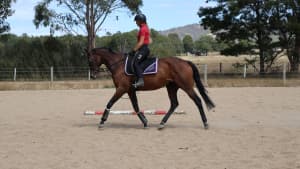 Fun and easy allrounder horse