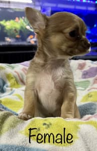 Gorgeous Purebred Chihuahua Puppies