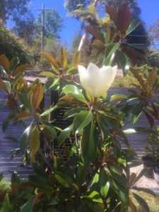 Kay Parris Magnolia Grandiflora in plastic pots