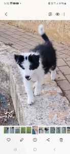Pure-bred border collie puppies