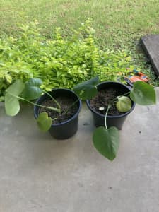 monstera plants