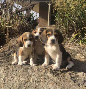 Pure bred beagles