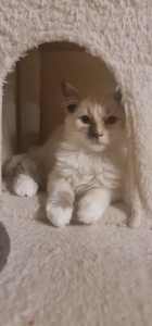 Purebred Ragdoll Kitten