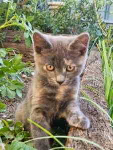 ***Kitten - Beautiful kitten For Sale!***