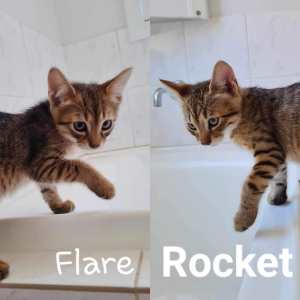 Rocket & Flare - Perth Animal Rescue Inc vet work cat/kitten