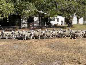 White Dorper lambs
