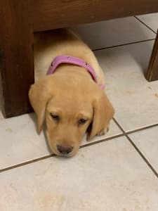 $1500 for any gone this week! Purebred pedigree Labrador puppies