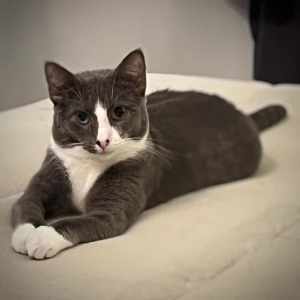 6458 : Scout - CAT for ADOPTION - Vet Work Included