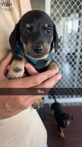Dachshund cross pup for sale