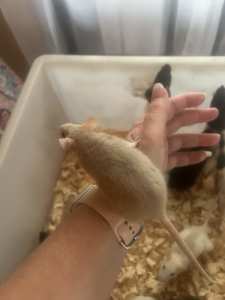 Rats friendly baby rats