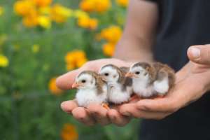 2-Week-Old Guinea Fowl Keets - $15 each or 7 for $100