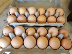 Fertile chook eggs 