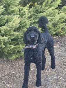 Standard Poodle Male intact 8months old 