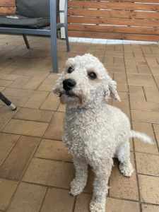 Toy Poodle male 15 months