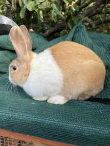 Tri Dutch Dwarf Rabbit