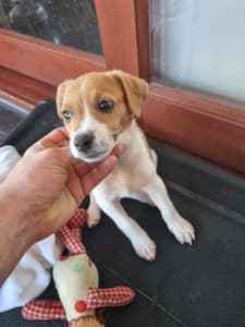 Jack Russel Puppy 8 weeks old (SOLD Pending Pickup)
