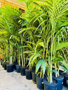 Bangalow Palms 1.4-1.5m $25 each $100 for 5 - Indoor Outdoor Palms
