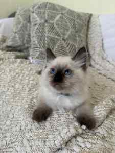 Male SEAL POINT RAGDOLL vaccinated and microshipped