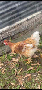 4x ROOSTERS FREE
