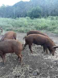 Spit pigs (20kg) $200 pick up only Lefthand Branch