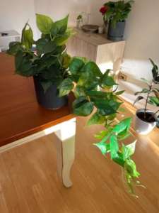 Artificial Devils Ivy Plant