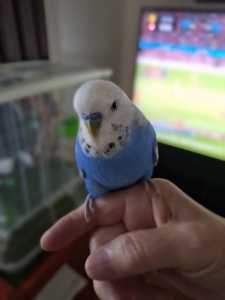 Budgie, hand raised with cage and stand for sale..