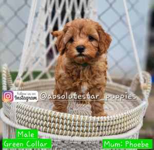 F1B Toy Cavoodle Puppies