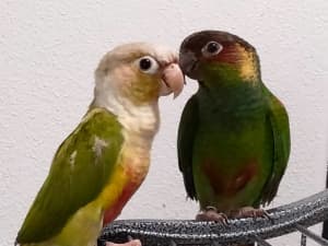 2 Beautiful  Hand Raised Young Male Conure for sale