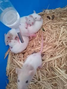 Rat babies pet